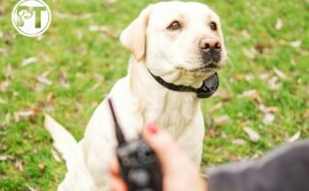 Mini Educator E Collar Troubleshooting