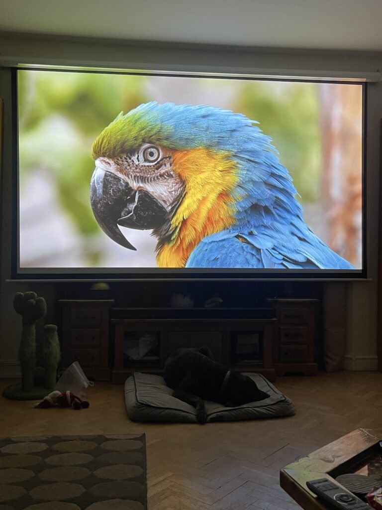 Can White Sheet Be Used for Projector