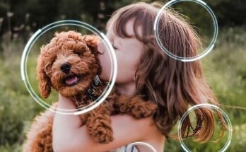 Best OLED TV Under $1000